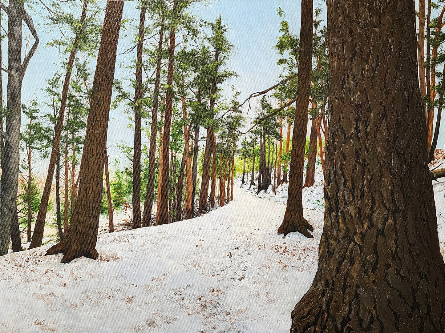 Snowy forest path with tall trees on a sunny day